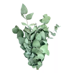Mini Buquê Eucalipto de Flor de Corte Decoração Desidratada - 5