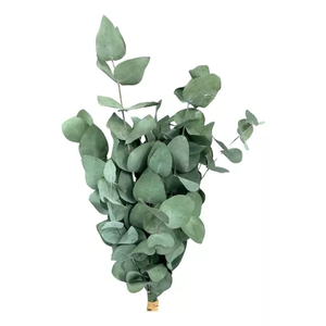 Mini Buquê Eucalipto de Flor de Corte Decoração Desidratada