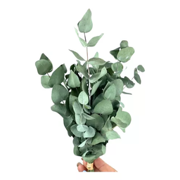 Mini Buquê Eucalipto de Flor de Corte Decoração Desidratada - 2