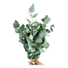 Mini Buquê Eucalipto de Flor de Corte Decoração Desidratada - 2