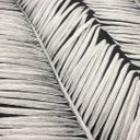 Ver imagem 4 de Papel de Parede Folhagem Preto e Cinza Vinilico Lavável+ Cola Inclusa