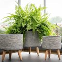 Ver imagem 2 de Conjunto 3 Vasos com Pés Grafite Mescla Plantas E Flores Decorativo