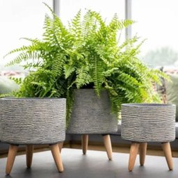 Conjunto 3 Vasos com Pés Grafite Mescla Plantas E Flores Decorativo - 2