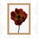 Ver imagem 1 de Quadro Moldura Dourada Flor Cor Vinho 45x34cm:com Acetato