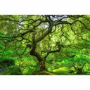 Ver imagem 2 de Quadro Decorativo Paisagem Árvore Verde e Lago na Floresta Sala Quarto Casa Escritório