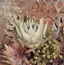 Ver imagem 5 de Buquê de Folhas Envelhecidas de Guaimbé, Bromélias e Proteas 65cm | Beleza Atemporal Formosinha