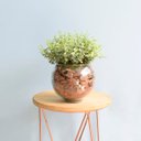 Ver imagem 1 de Arranjo de Folhagem Artificial no Vaso de Vidro Pequeno|Linha Permanente Formosinha