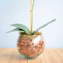 Ver imagem 2 de Arranjo de Orquídea Artificial 3D Tigre no Vaso Transparente | Linha Permanente Formosinha