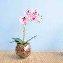 Ver imagem 1 de Arranjo de Orquídea Artificial 3D Tigre no Vaso Transparente | Linha Permanente Formosinha