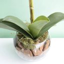 Ver imagem 6 de Arranjo de Orquídea Rosa 3D no Vaso de Vidro Pequeno | Linha Permanente Formosinha