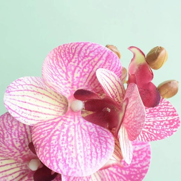 Arranjo de Orquídea Rosa 3D no Vaso de Vidro Pequeno | Linha Permanente Formosinha - 4