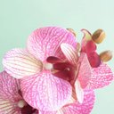 Ver imagem 4 de Arranjo de Orquídea Rosa 3D no Vaso de Vidro Pequeno | Linha Permanente Formosinha