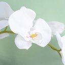 Ver imagem 2 de Arranjo de Flores Artificiais | Orquídeas Brancas Artificial no Vaso Terrário Transparente