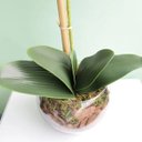 Ver imagem 2 de Arranjo de Orquídea Artificial Rosa no Vaso Transparente| Linha Permanente Formosinha
