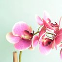 Ver imagem 3 de Arranjo de Orquídea Artificial Rosa no Vaso Transparente| Linha Permanente Formosinha