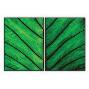 kit com 2 Quadros Decorativos Florais com Moldura e Vidro para Sala Quarto Escritório e Clínica 62x8