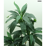 Arvore Planta Verde Folhagem Premium Dracena 90cm Folhas - 2