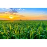Painel De Tecido Sublimado Fazenda Milharal Por Do Sol - 2
