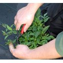 Ver imagem 5 de Box com 10 Tesouras Nº304 Okatsune - 190mm para Poda e Raleio