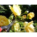 Ver imagem 3 de Box com 10 Tesouras Nº304 Okatsune - 190mm para Poda e Raleio