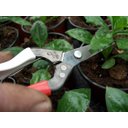 Ver imagem 4 de Box com 10 Tesouras Nº304 Okatsune - 190mm para Poda e Raleio