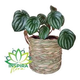 Kit Cesto Vaso Palha Sisal Decoração Casa Sala Rustico Artes - 4