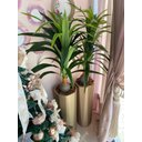 Ver imagem 3 de Vaso De Chão Ouro Velho Com Planta Dracena