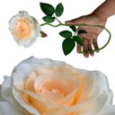 Ver imagem 5 de 9 Rosas Artificiais Cor Creme Realista para Casamentos Festas e Enfeites