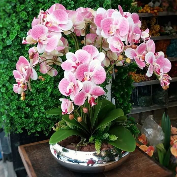 Arranjo Orquídeas De Silicone 6 Unidades Para Mesa Com Vaso