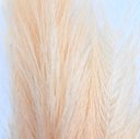 Ver imagem 2 de Kit 2 Galhos Capim Pampa Champanhe Luxo Extra Grande 100cm - Magizi