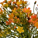 Ver imagem 3 de Kit com 10 Buquês de Mini Flores Laranja com 6 galhos