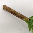 Ver imagem 7 de Samambaia Buquê Planta Artificial Permanente 37cm Premium