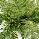 Ver imagem 4 de Samambaia Buquê Planta Artificial Permanente 37cm Premium