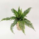 Ver imagem 5 de Samambaia Buquê Planta Artificial Permanente 47cm Silicone