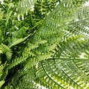 Ver imagem 4 de Samambaia Buquê Planta Artificial Permanente 47cm Silicone