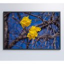 Ver imagem 5 de Quadro Flores de Ipê Amarelo em Árvore do Cerrado Medidas 80x120 Cm Tipo de Impressão Tecido
