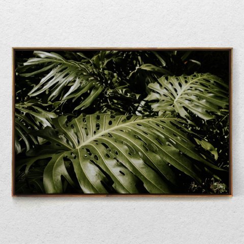 Quadro Decorativo Horizontal Planta Costela de Adão Com Moldura Sem Vidro 40X60