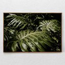 Ver imagem 1 de Quadro Decorativo Horizontal Planta Costela de Adão Com Moldura Sem Vidro 40X60