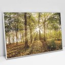 Ver imagem 1 de Quadro Decorativo em Canvas Floresta na Luz do Sul - Moldura Branca - 60 x 40cm
