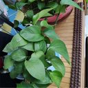 Ver imagem 4 de 10 Espiculas Repelente Gato Pombos Gambá Saruê Condomínio