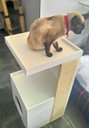 Ver imagem 7 de Arranhador para Gatos Antares em MDF Branco 15mm e Sisal