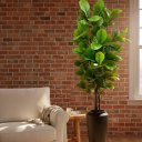 Ver imagem 1 de Árvore Ficus Lyrata Toque Real 210cm com Tronco Natural e Vaso Thai Preto