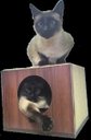 Ver imagem 3 de Arranhador para Gatos Single Box em MDF Branco 15mm e Sisal