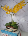 Ver imagem 1 de Arranjo Com 2 Orquídeas Amarela Vaso Dourado 22cm