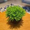 Ver imagem 4 de Arranjo Centro Mesa Vaso Preto Verdinho Artificial Completo Decore Fácil Shop