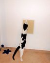 Ver imagem 3 de Arranhador de Parede para Gatos Toth Pet em MDF 15mm Branco com Sisal