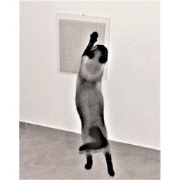 Arranhador de Parede para Gatos Toth Pet em MDF 15mm Branco com Sisal - 4