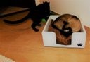 Ver imagem 3 de Cama para Gatos Candy Toth Pet em MDF 15mm cantos arredondados Branca