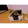 Cama para Gatos Candy Toth Pet em MDF 15mm cantos arredondados Branca - 2