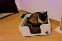 Ver imagem 2 de Cama para Gatos Candy Toth Pet em MDF 15mm cantos arredondados Branca